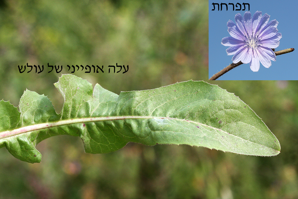 עלה ותפרחת עולש