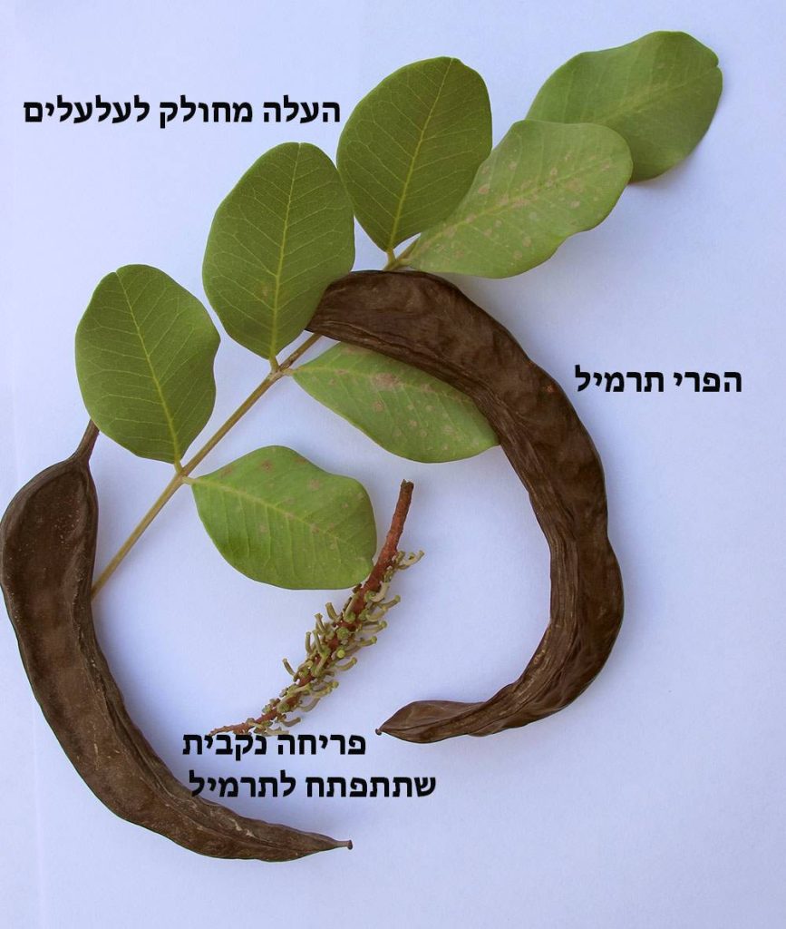 על עץ החרוב - שרה גולד