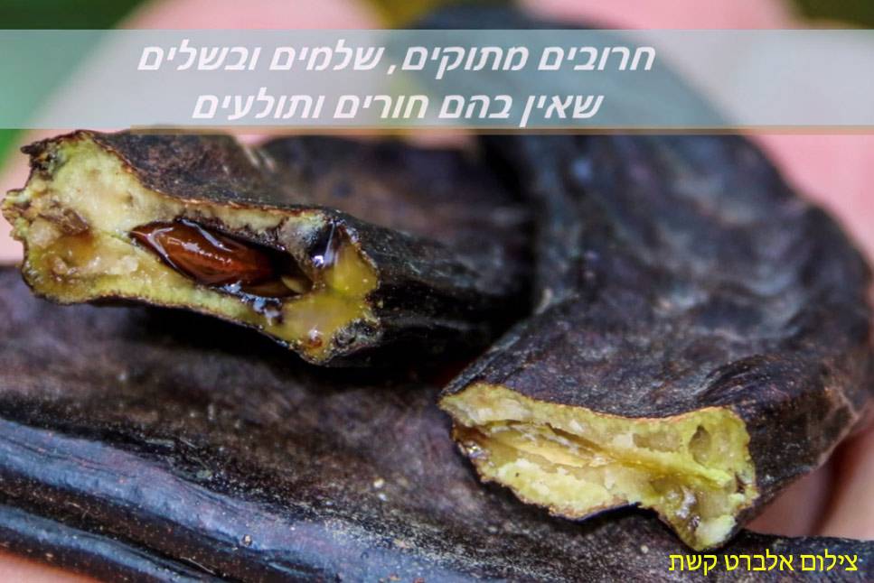 על עץ החרוב - שרה גולד